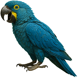 Lear’s Macaw